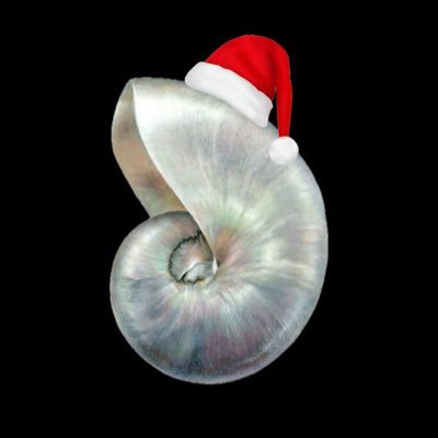 seashell_luvr's profile picture. ⊹ ࣪ ˖⋅˚₊‧ ଳ ‧₊˚ come sit with me awhile, we can watch the water sparkle ⊹ ࣪ 𖦹 ˚ 𓇼 ˚｡⋆