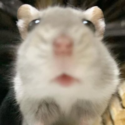 hxrb1o's profile picture. 