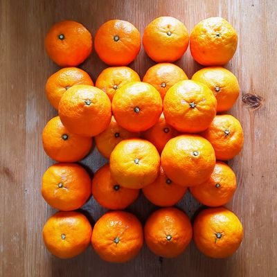 loccitane1607's profile picture. 🌱花でいっぱいのベランダづくり🌱　
　　　　　　　　　　　　　　　　　　　　　　　　　レモン🍋とオレンジ🍊の木、カポック(シェフレラコンパクタ)もあります😊🌲　🌳室内ではシンゴニウム(チアペンス)120cm超が居ます🌳　　　植物好き様と語らせて下さい🙇‍♀🩷🌱