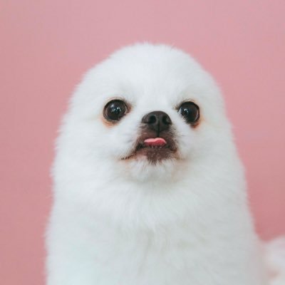 boku_mashutan's profile picture. アザラシに擬態している片垂れ耳のペキポメ🦭画像の無断転載禁止。