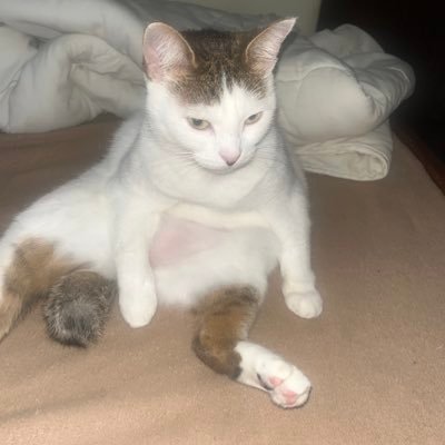 rr3332xyz's profile picture. $FOMOFASTER | @FasterLabsDev