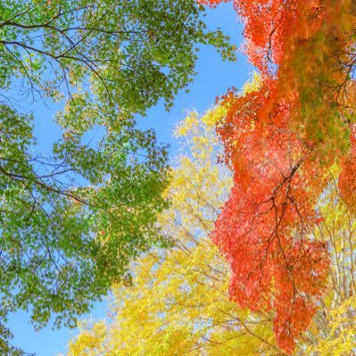 CHiii0508's profile picture. 