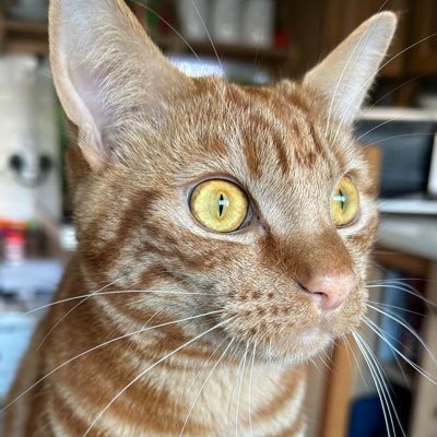 davidsupercat's profile picture. Follow me to watch the daily doings of my four cat family. Hopefully we can make you smile 😊. Tips gratefully received, link below 👇.