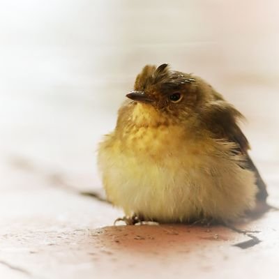 nonbiriphoto_04's profile picture. ポートレート初心者の挑戦記録📸
2025/12〜ポトレ撮影に挑戦💪🔰
Canon EOS RP