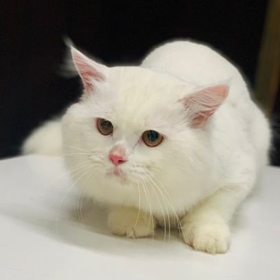 BasitAli052's profile picture. love humanity