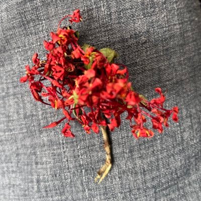 DanySantoSPe's profile picture. 🅾️❌🅾️❌🅾️❌