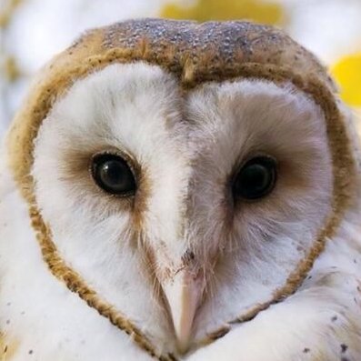 thestar0versky's profile picture. I'm banned from bowling allies because I bowl overhand.