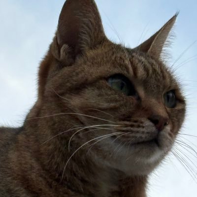 shiva_3745's profile picture. ちょうどいいとこなんだから ほら 邪魔すんじゃねえよ😎