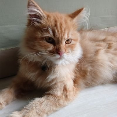 0xbrdly's profile picture. Keep Strong!