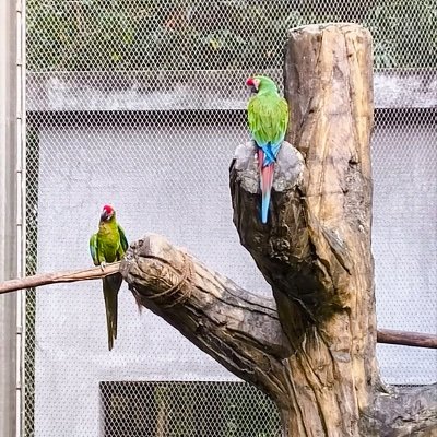 medmaniac1311's profile picture. Everything medicine(and surgery, paeds and obgyn et al too!)