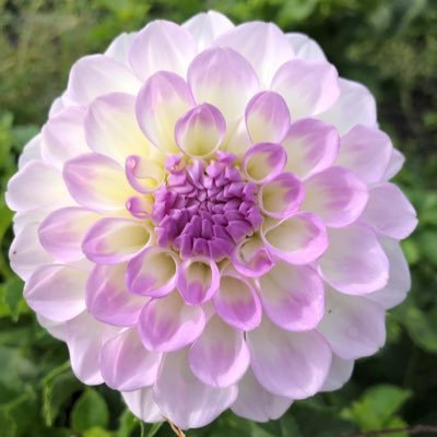 Victoria59L's profile picture. Travel nut,gardener,real estate & political junkie.Sort of retired. Entrepreneur ‘Don’t let the old man in’ Conservative values Pierre for PM 🇨🇦