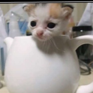 Pr0z4cV's profile picture. 