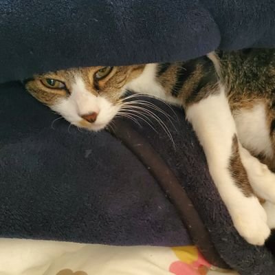 azi_nori2238's profile picture. 20↑ 東北 初心者底辺コスプレイヤー🔰重加工勢 写真はフィクションです存在しません！！
https://t.co/IBWcBV17qP