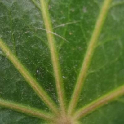 LiudmylaNLUCI1's profile picture. ,, 🌅 here it's mostly childish babble, but sometimes there's bird chirping and whistling,,