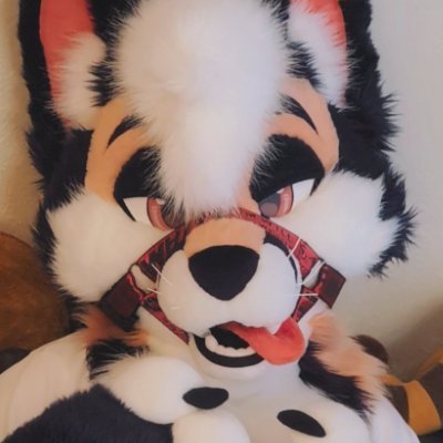 VulpineMenace's profile picture. 🔞| ΘΔ FOX 🦊 | 28 | 💍 @conicawd | 🪡  @WildcatCostumes