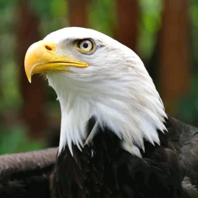 MeshackTiras's profile picture. 