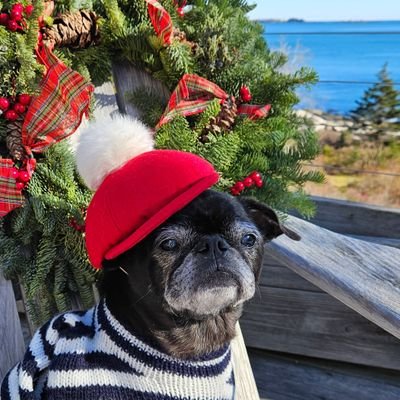MisterPemberto1's profile picture. I'm a Pug! Tripawd/Cancer survivor, living my best life on the coast of Maine 🦞 #theruffriderz ... Instagram @misterpemberton ....TikTok @pemberton217