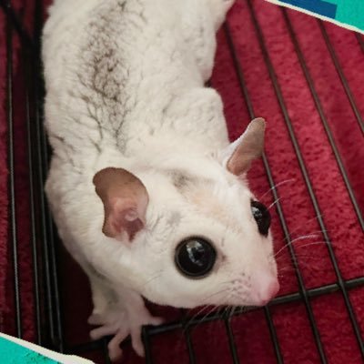 esupuresso777's profile picture. ゲームや日常🌷フクロモモンガ🐹ポケポケ✨️ポケモンSV.レジェンズZA✨️ꧦ𐅁𐀸𐋠𛰙᭜𖫴𖫰𖫱𖫳𖫲𖫲𖫳𖫴𖫰𖫱꛰ﯩᩝ︪᭜𖫴𖫰𖫱𖫳𖫲𖫲𖫳𖫴𖫰𖫱꛰ީᩝ𛰚