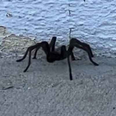 dojapintuda's profile picture. 