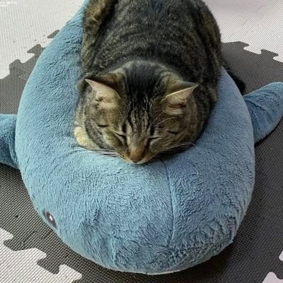 NiftyToast's profile picture. 