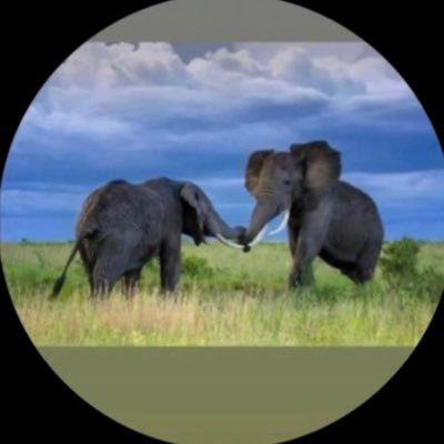 94_Tenshy's profile picture. Bush Pilot 👩🏾‍✈️✈️,Nature ,Comedy,Adventure 🧗🏾‍♀️, Horses 🐎,golf 🏌🏾‍♀️,cars,Flowers. 📍Air BNB & Car Rental DM 📌old acc@93_Tenshi suspended —- BLOOD O+