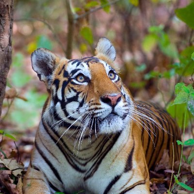 kees_roovers's profile picture. Rovesk