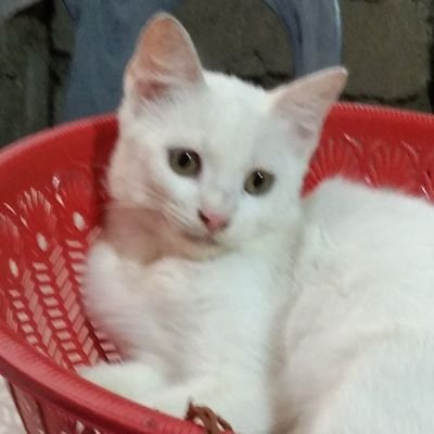 readyelles's profile picture. TG ELLESWHERES 🐾🐕🐶 🐈 😺 ||  CAT/DOG LOVERS