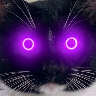 BockyCat's profile picture. $GrumpyCat ambassador.  Respect to other REAL cats. 😾