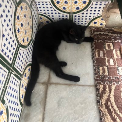 galatlibya's profile picture. aryan slavic north african colonizer