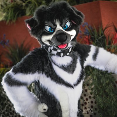 RileyWooof's profile picture. 