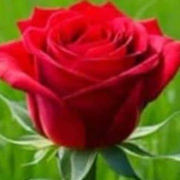 Rana_3255's profile picture. I stand with Palestine ✌🇵🇸