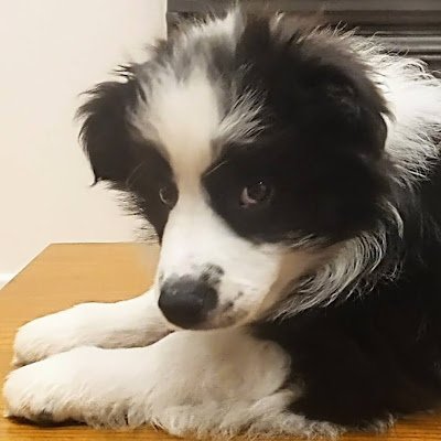 SimaoWildstorm's profile picture. 