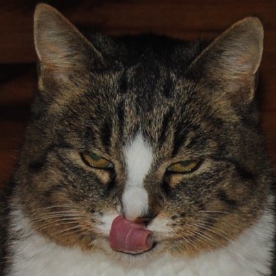 Evolutionistrue's profile picture. Superannuated evolutionary biologist, writer, humanist, atheist, secularist and ailurophile. On Bluesky at https://t.co/Ny3Z1XXliP