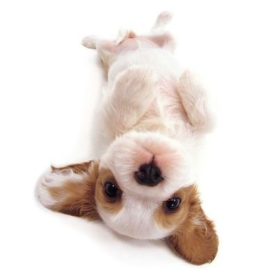 DAlNTYL0LITA's profile picture. r: nenynha
comms open! dms also open!