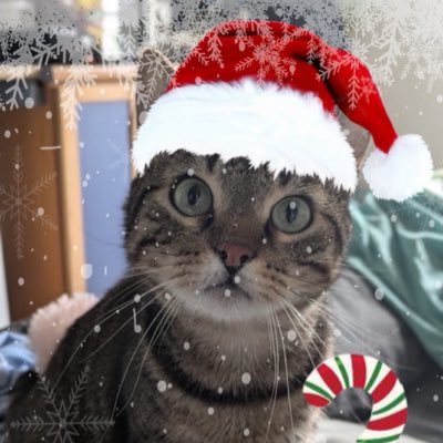 BebertLeChat1's profile picture. J'attend le lundi pâté - miaouuu