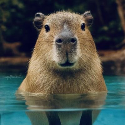 SalvadorT40372's profile picture. 