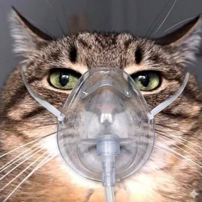 gorbemavaraei's profile picture. 