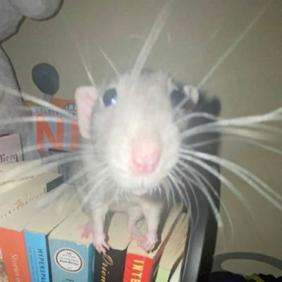 StrwbrryPii's profile picture. 