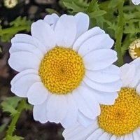 さやか (@sayaka_ruby4) 's Twitter Profile Photo