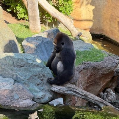 yarchoo's profile picture. 