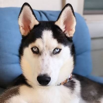 hoskyinyouth's profile picture. “Active member of the $HOSKY  blockchain community. Exploring decentralized tech, memecoin culture, and innovative use cases in the Cardano ecosystem.”