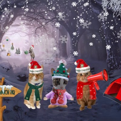 gingertomtony's profile picture. 11 year old @CPhereford adopted ginger prince. Loves dreamies, 4 am and naps. Extra heavy fur.😺 #hedgewatch member