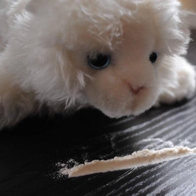 laaapua's profile picture. sober | Brella 🖤