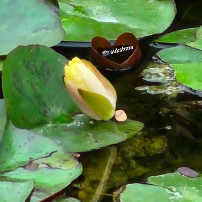 so0okshma's profile picture. ✦Spiritual🧘🏻‍♀✦Soulful🫂✦Simple♻️✦Silent💫✦Vegan🌱 ✦✍️#poetry(#haiku/#tanka/mini) 🔗God shown prompts* via #WritingCommunity ✦My📸/AI🎨/FairUse ✦✖DM🙏