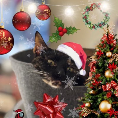 chorizorisotto's profile picture. 3ish yr old tiny troublesome tortie from texas ➡️ california with a bent tail named chorizo risotto 🎏 send fish 🐠🍤 free 🇵🇸