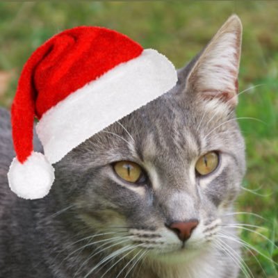 leolechatrigolo's profile picture. Un chat un peu bête, mais rigolo (mon papa c’est @MuseOnTheRoad)