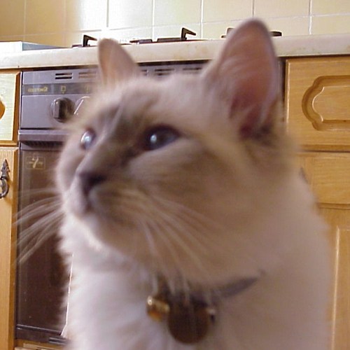 BiffCat's profile picture. 