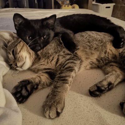 lorssan's profile picture. 