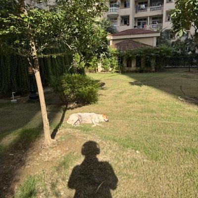 sureshchouksey8's profile picture. 