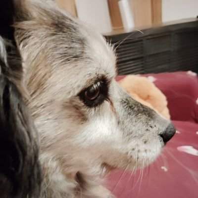 sor_xime's profile picture. Solo decir q adoro a los perros,respeto total por lo animales, la igualdad en todos los derechos sociales, camino por la izq, estoy con Boric y también con Jara